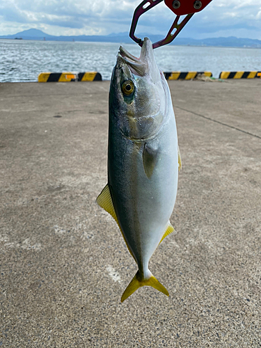 ワカシの釣果