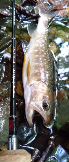 イワナの釣果