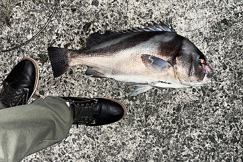 コショウダイの釣果