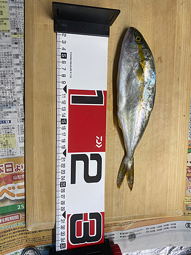 ヒラマサの釣果