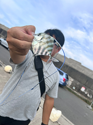 イトヒキアジの釣果