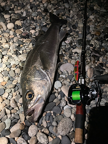 スズキの釣果