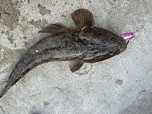 マゴチの釣果