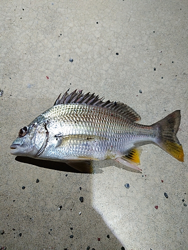 キビレの釣果