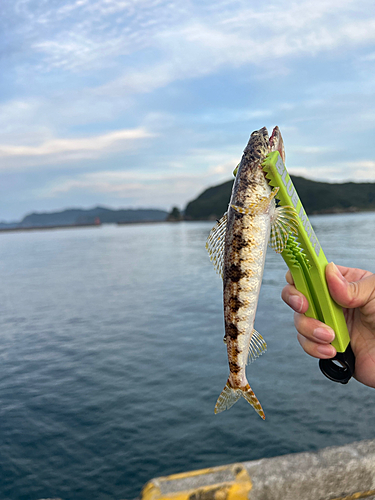 ミナミアカエソの釣果