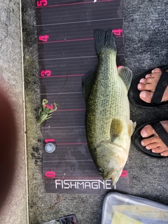 ブラックバスの釣果