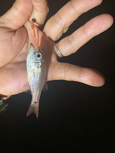 ネンブツダイの釣果