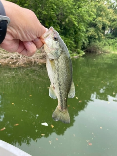 ラージマウスバスの釣果