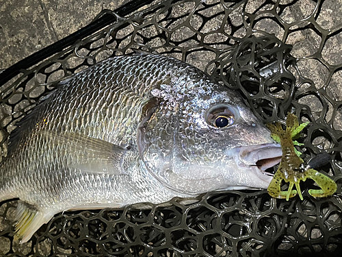 キビレの釣果