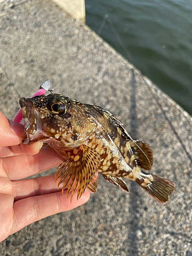 カサゴの釣果