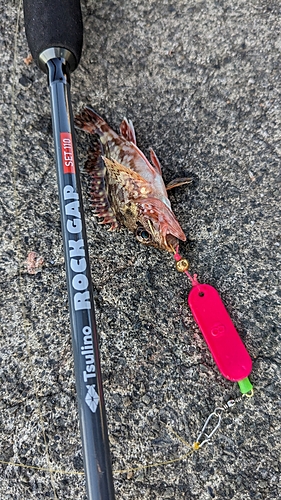 カサゴの釣果