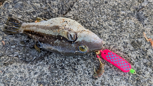 キタマクラの釣果