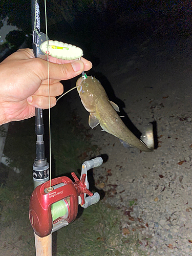 ナマズの釣果