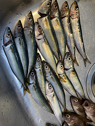 サバの釣果