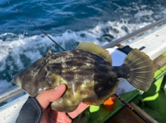 カワハギの釣果