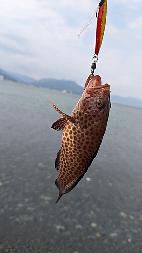 オオモンハタの釣果