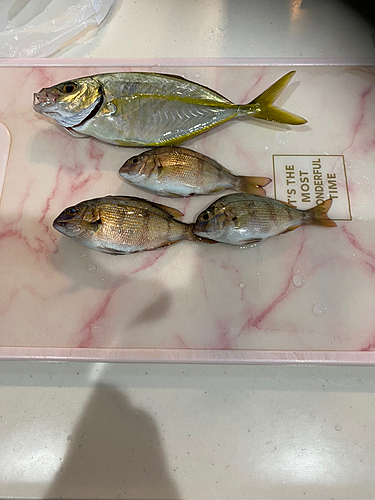 シマアジの釣果