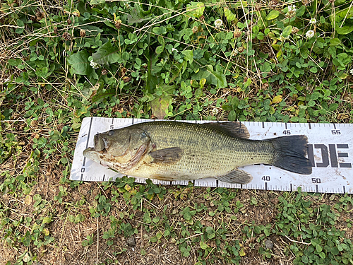 ラージマウスバスの釣果