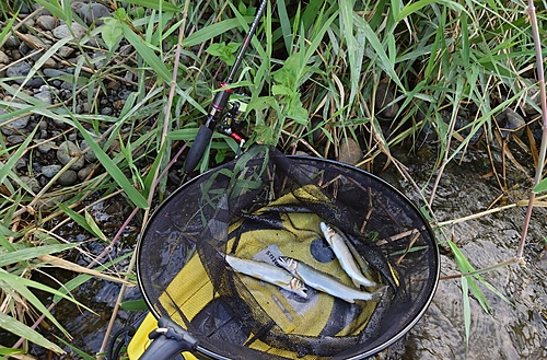 アユの釣果