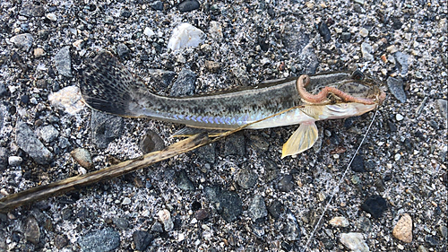 マハゼの釣果