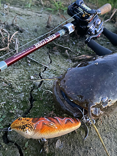 ナマズの釣果