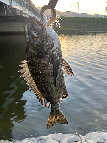 チヌの釣果