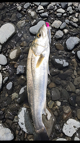 スズキの釣果