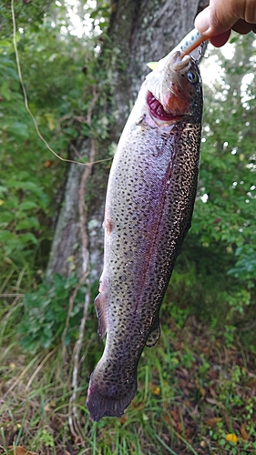 ニジマスの釣果