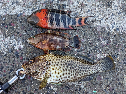 ヒトミハタの釣果