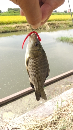 マブナの釣果