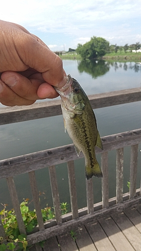 ラージマウスバスの釣果