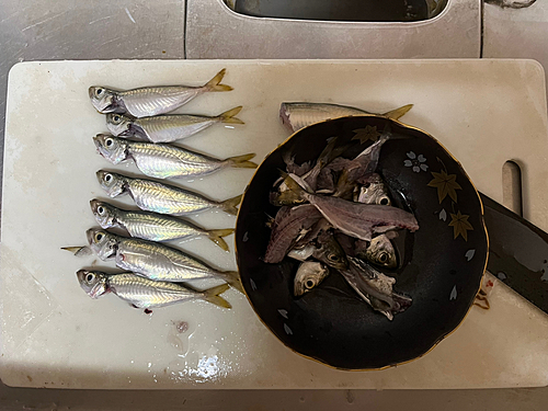 アジの釣果