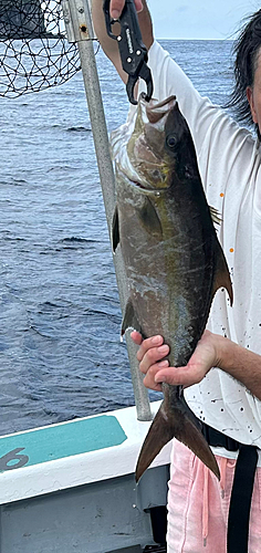 カンパチの釣果