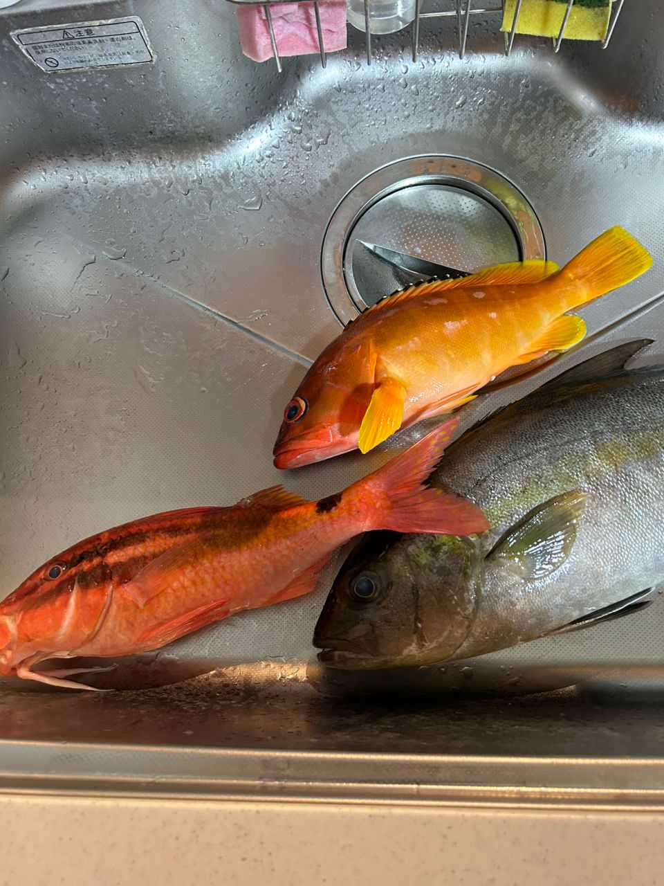 鯰姫さんの釣果 3枚目の画像