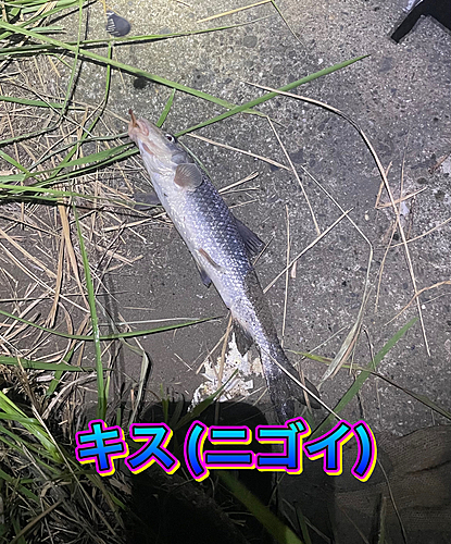 ニゴイの釣果