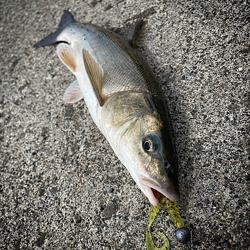 ウグイの釣果