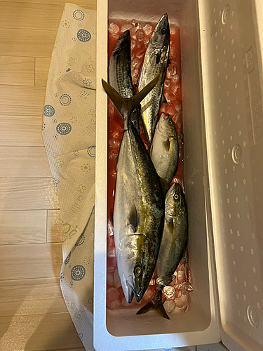 ワラサの釣果