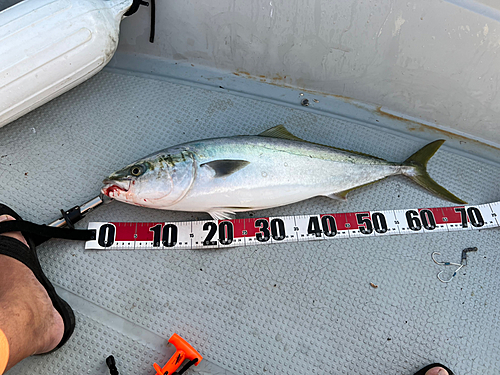 ハマチの釣果