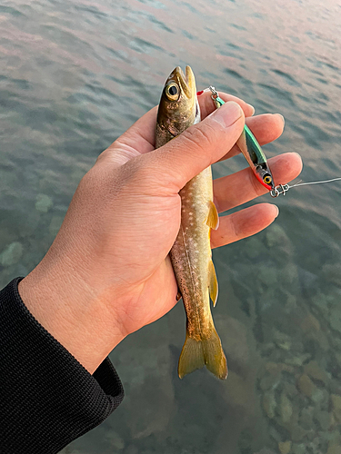 アメマスの釣果