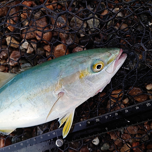 ツバイソの釣果