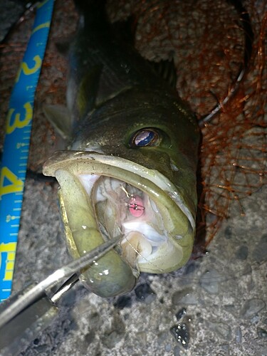 シーバスの釣果