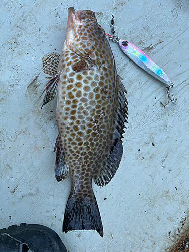 オオモンハタの釣果