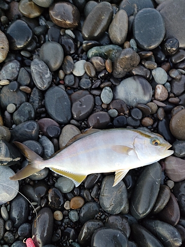 シオの釣果