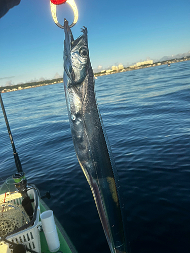 タチウオの釣果