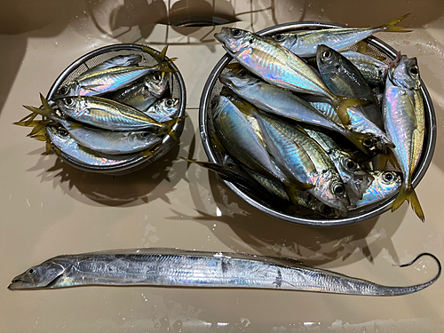 アジの釣果