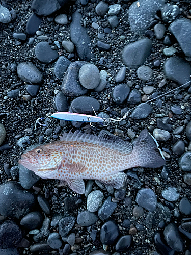 オオモンハタの釣果