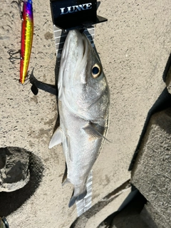 スズキの釣果