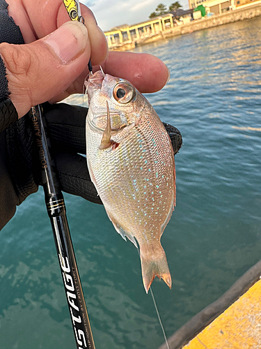 マダイの釣果