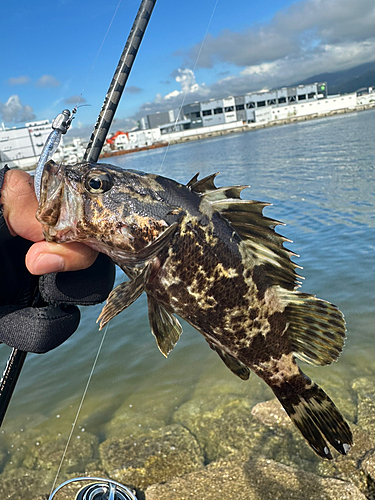 タケノコメバルの釣果