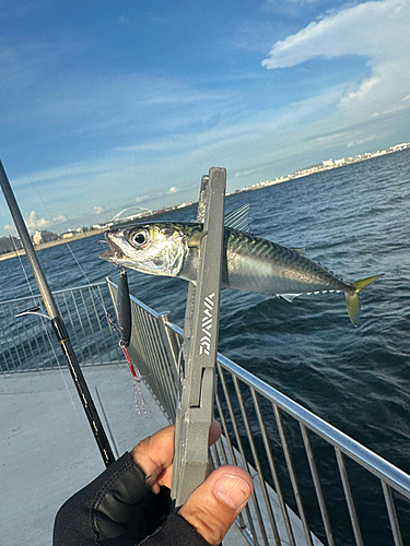 サバの釣果